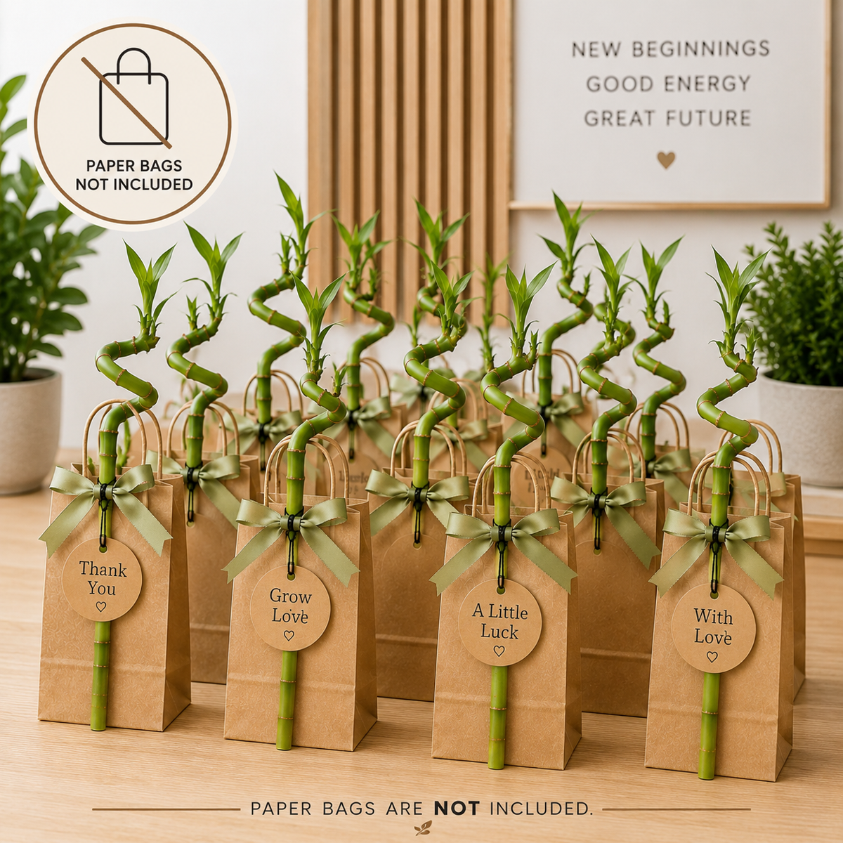 Giveway Lucky Bamboo 30