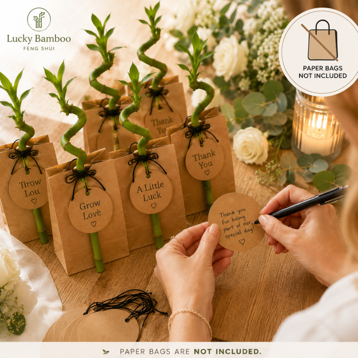 Giveway Lucky Bamboo 30