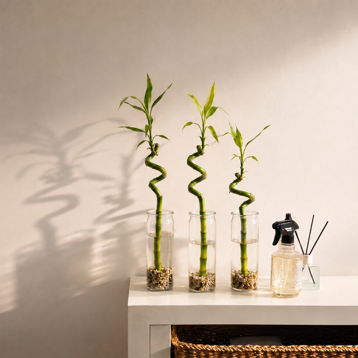 Giveway Lucky Bamboo 30