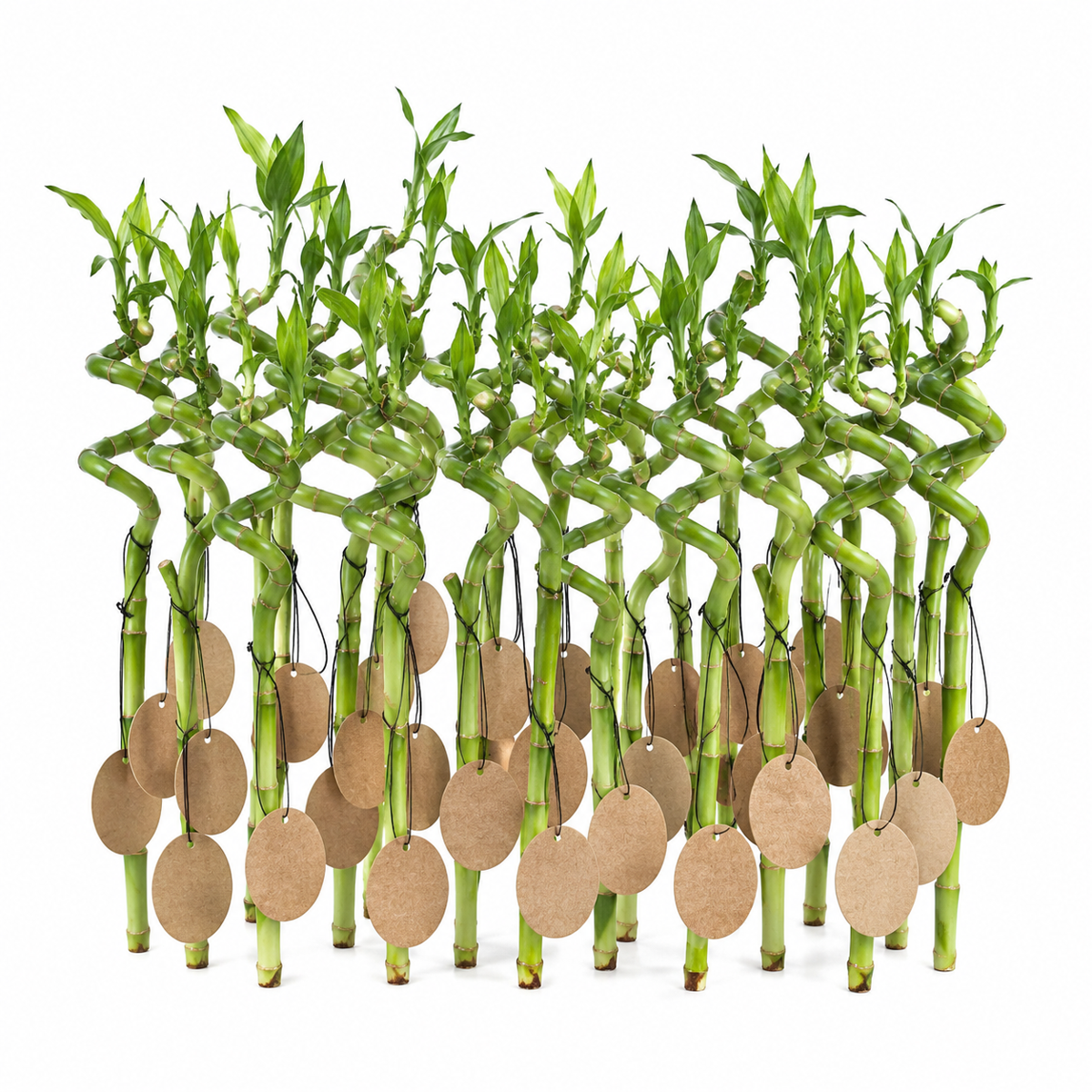 Giveway Lucky Bamboo 30