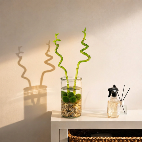 Lucky bamboo x2 met vaas, steentjes en mosballen