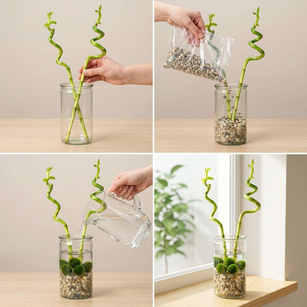 Lucky bamboo x2 met vaas, steentjes en mosballen