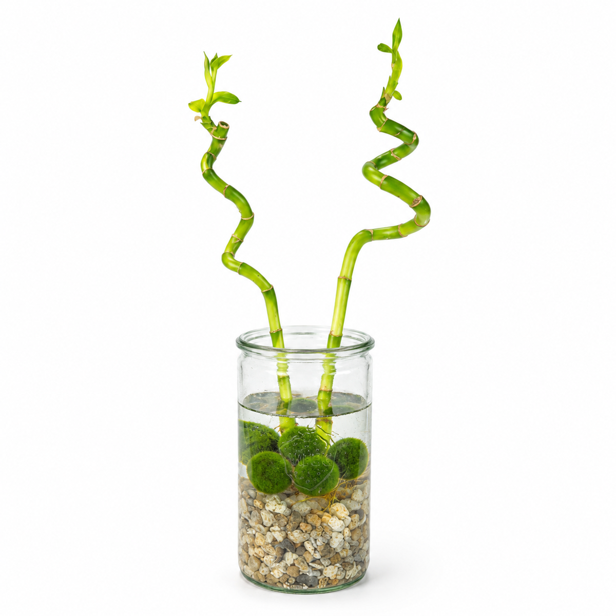 Lucky bamboo x2 met vaas, steentjes en mosballen