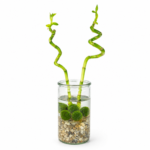 Lucky bamboo x2 met vaas, steentjes en mosballen