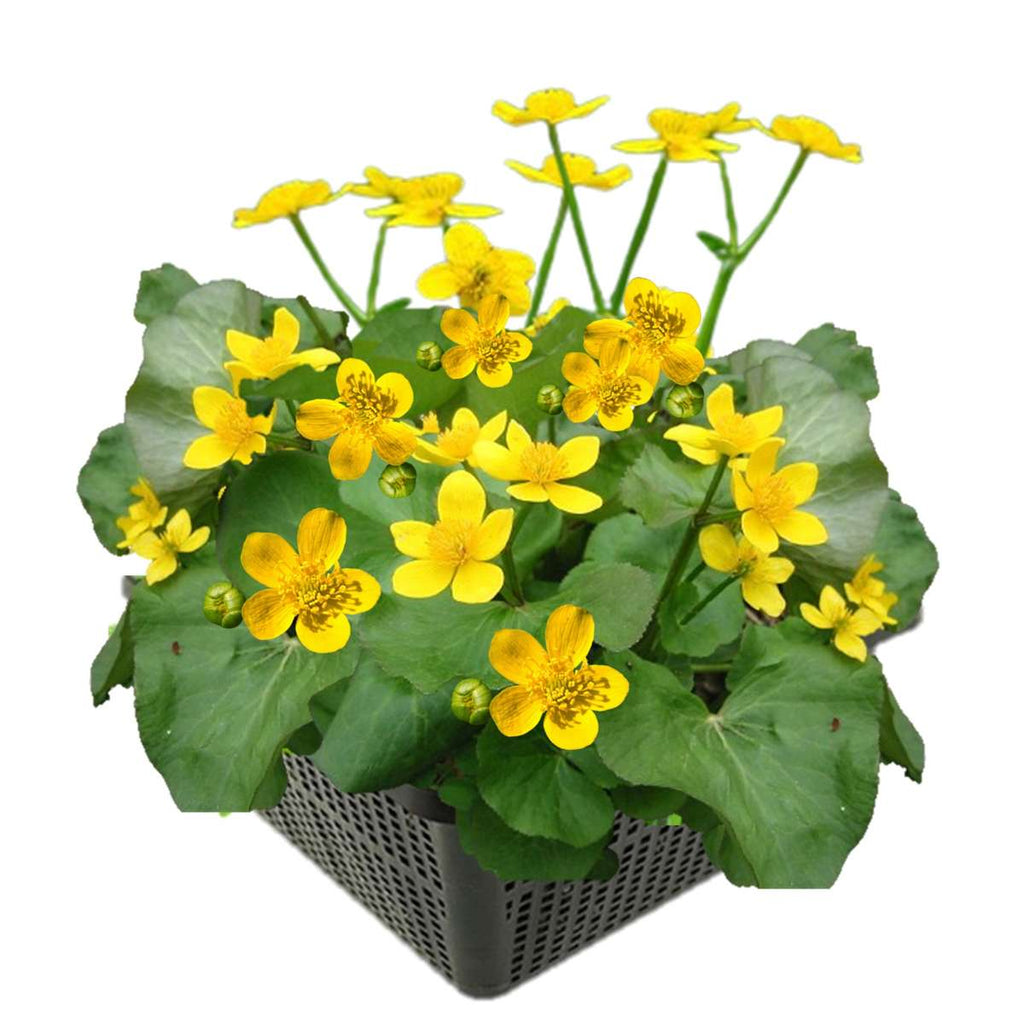 Dotterbloem