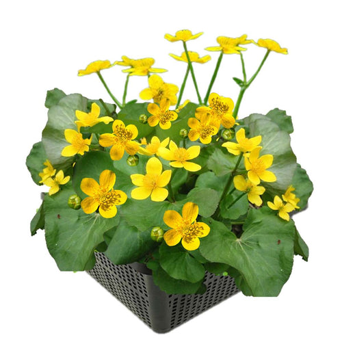Dotterbloem