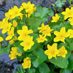 Dotterbloem 3 manden