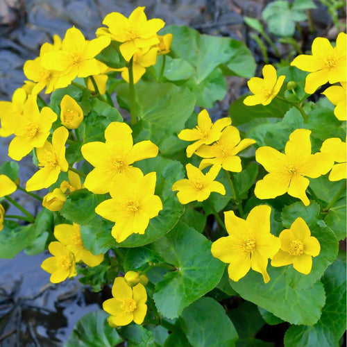 Dotterbloem