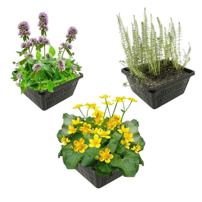 Voorjaarsbloeiers Vijverplanten