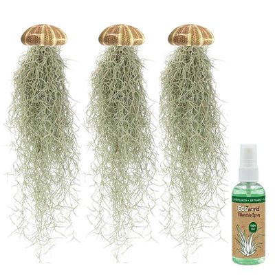 Jelly Fish 3 Kwal Tillandsia Usneoides Zee Egel
