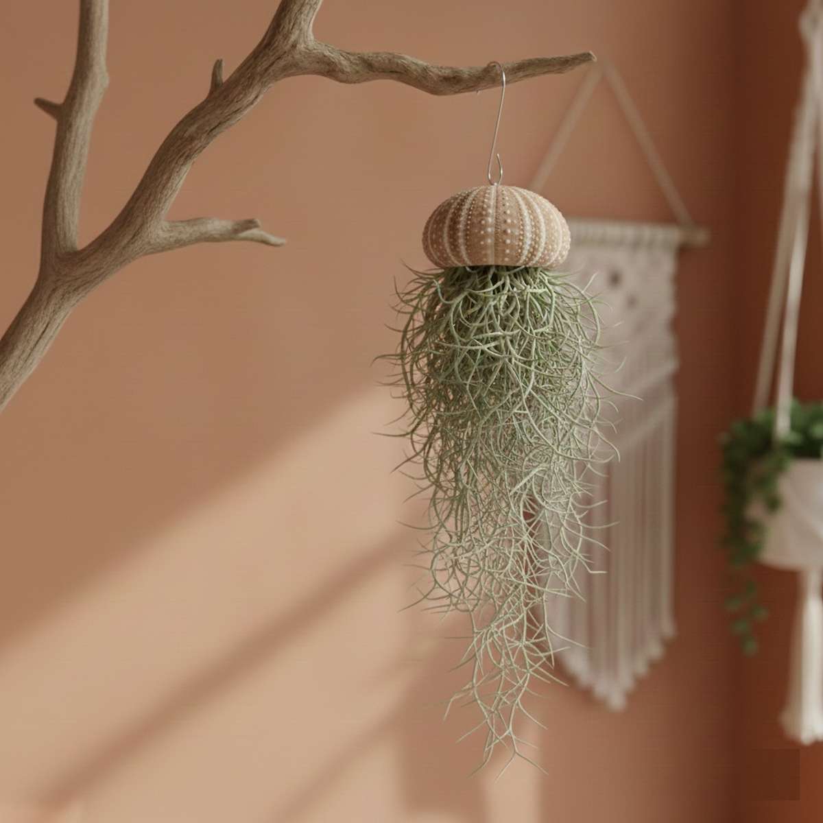 Jelly Fish 3 Kwal Tillandsia Usneoides Zee Egel