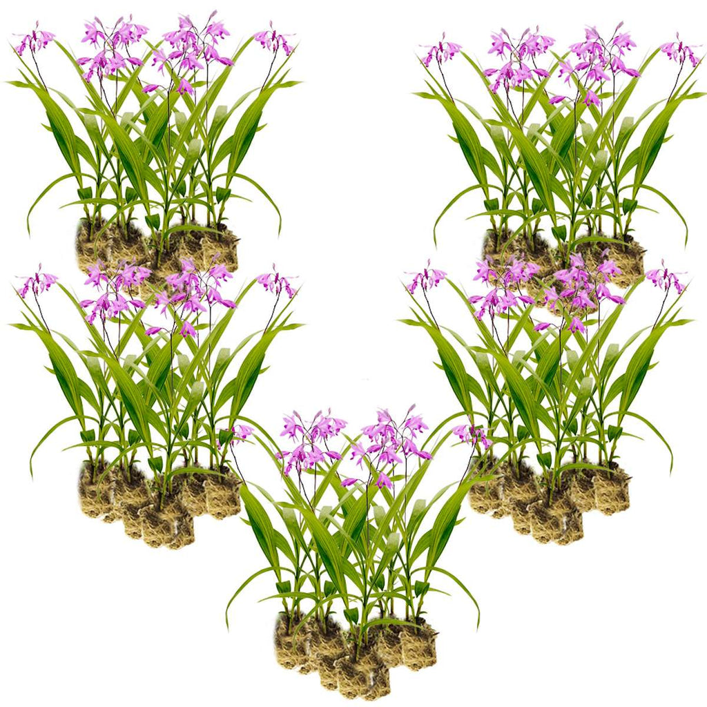 Aardorchidee 100 planten