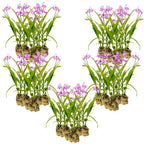 Aardorchidee 100 planten