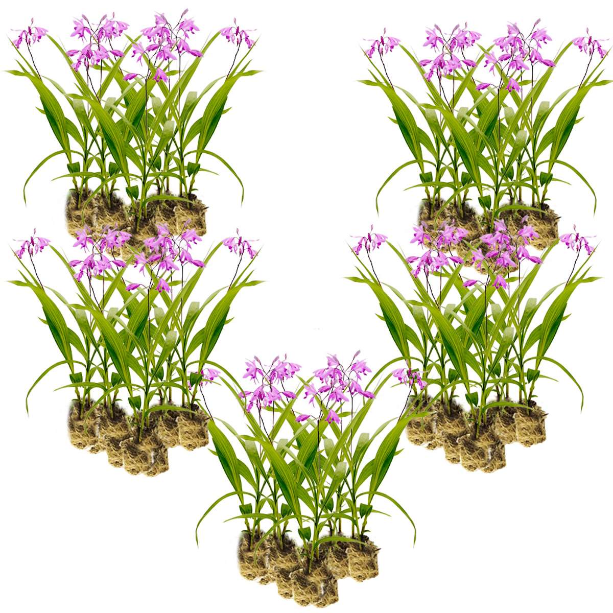 Aardorchidee 100 planten