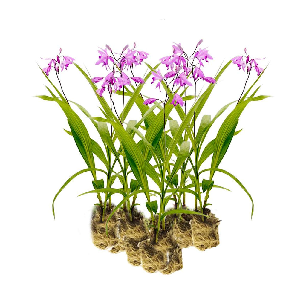 Aardorchidee 15 planten