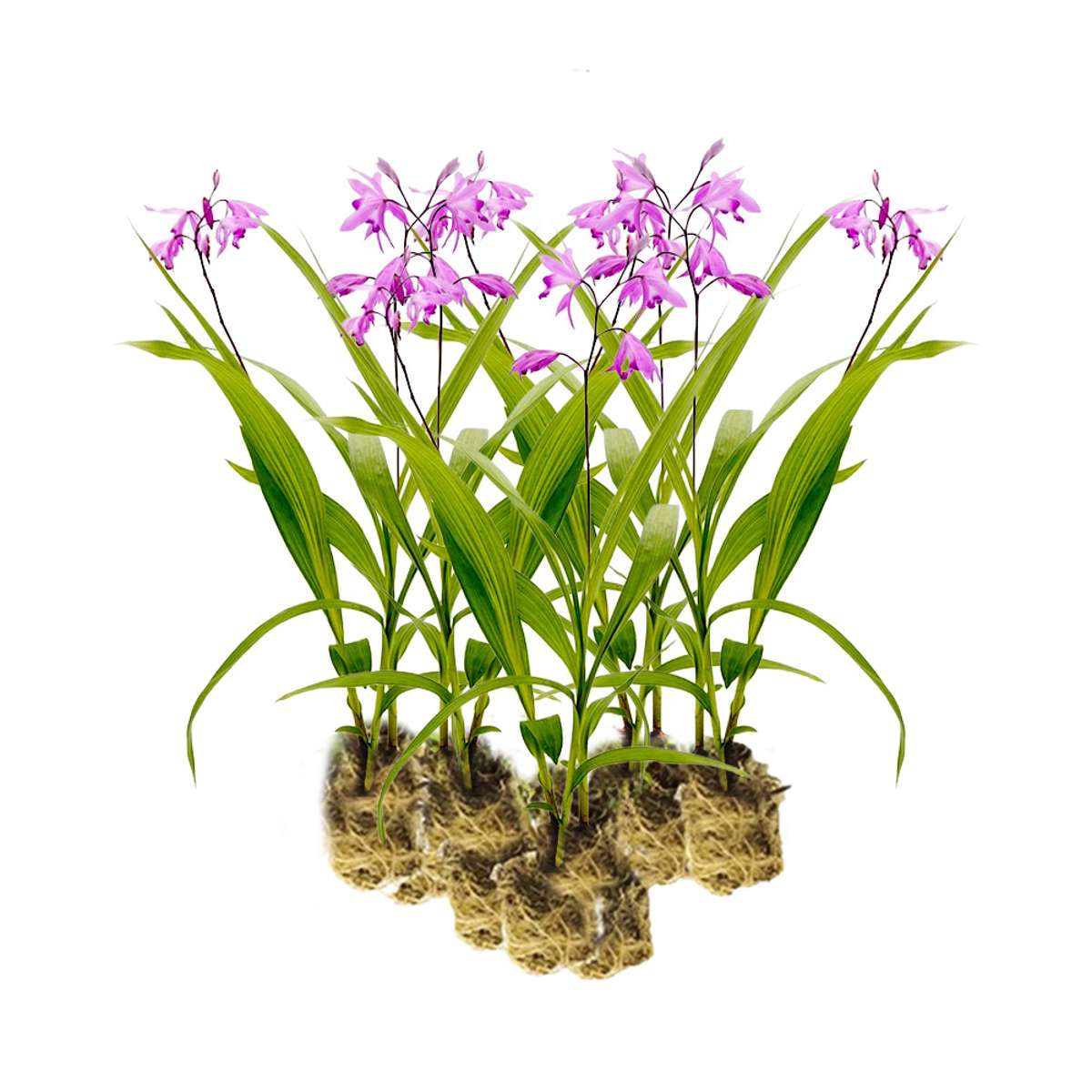 Aardorchidee 15 planten