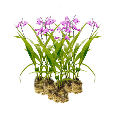 Aardorchidee 15 planten