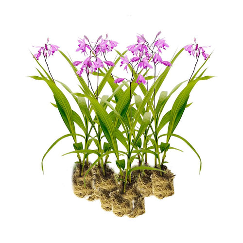 Aardorchidee 15 planten