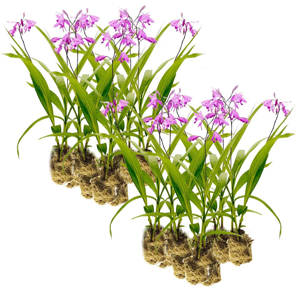 Aardorchidee 30 planten