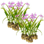 Aardorchidee 30 planten