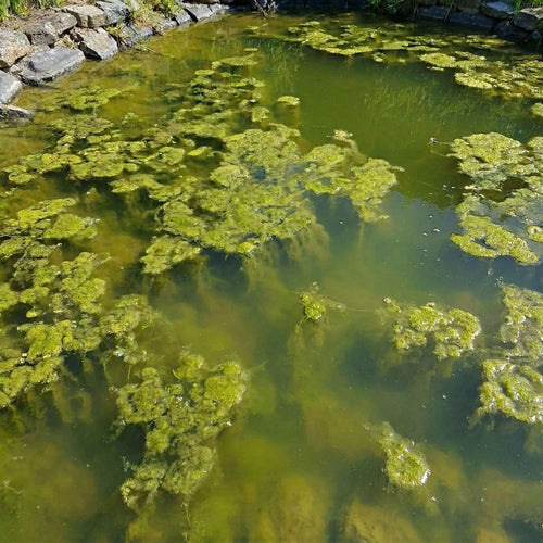 Zuurstofplanten Pakket 1.500-3.000L
