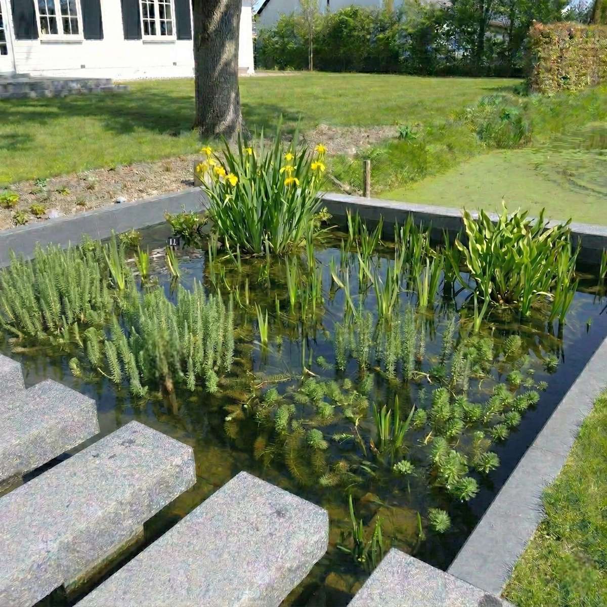 Anti Alg Planten 8-12 m2