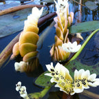 Kaapse Waterlelie + Zuurstofplanten