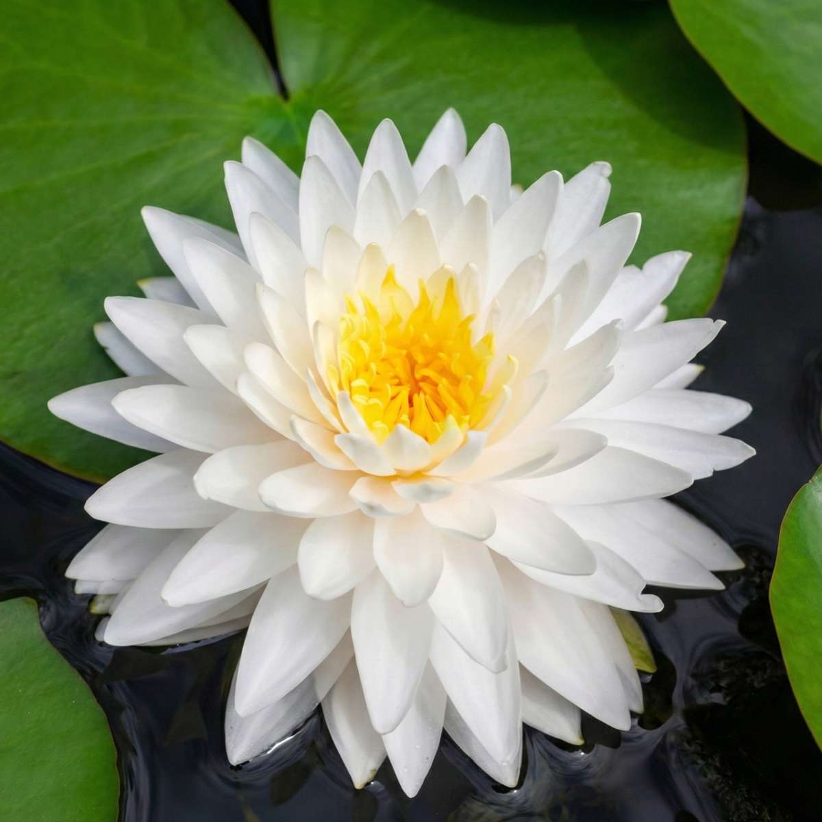 Nymphaea Bambi