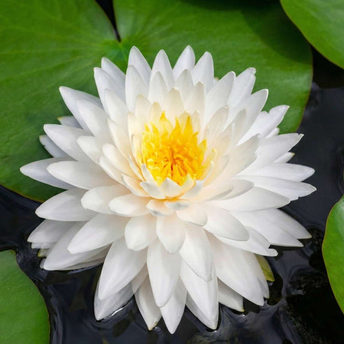Nymphaea Bambi