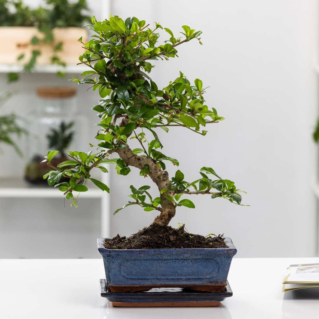 Bonsai Boom