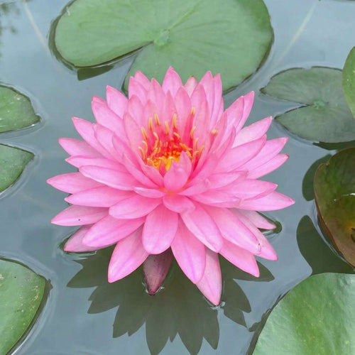 Nymphaea Brittella