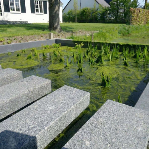 Anti Alg Planten 4-7 m2
