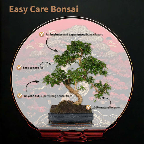 Bonsai