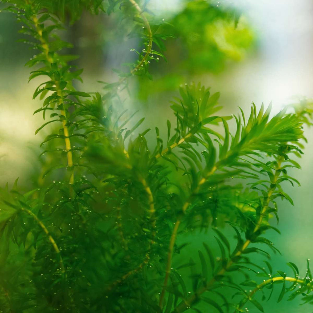 Waterpest 5 planten