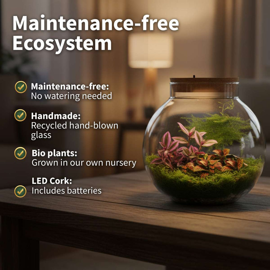 Planten Terrarium
