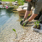 Beekpunge 100 planten