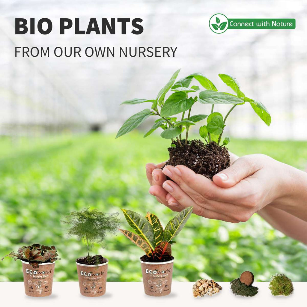 Ecosysteem Plant