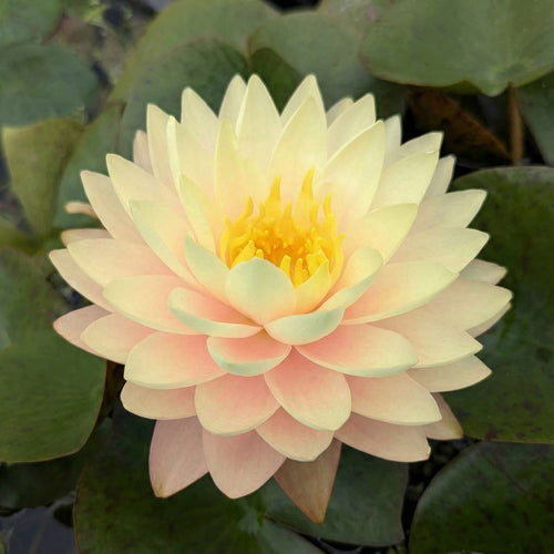 Nymphaea Iryna