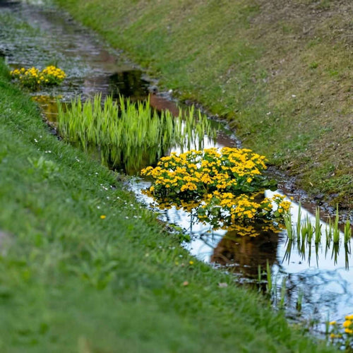 Wadi Planten