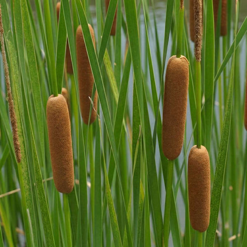 Lisdodde SoftRoots™