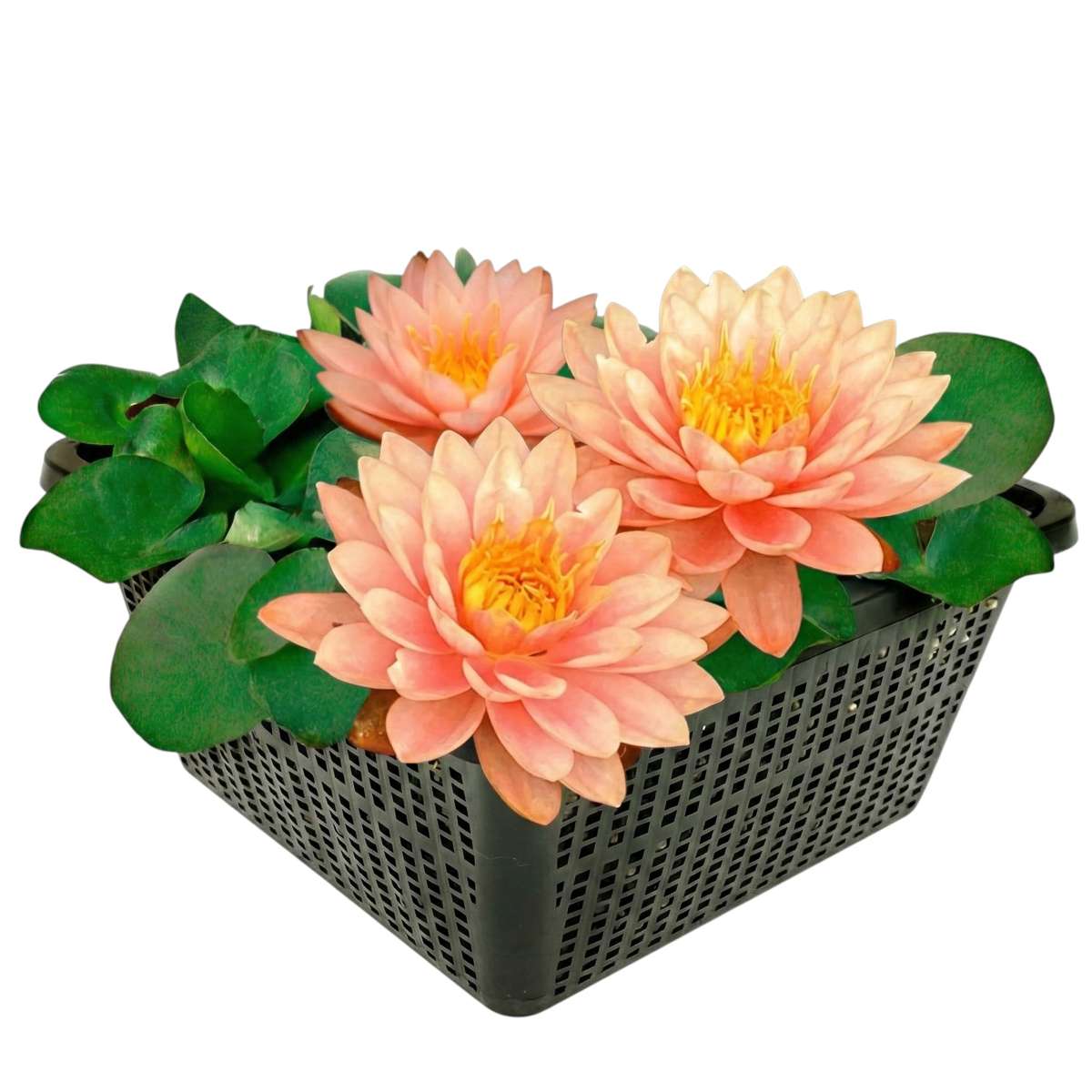 Nymphaea Iryna