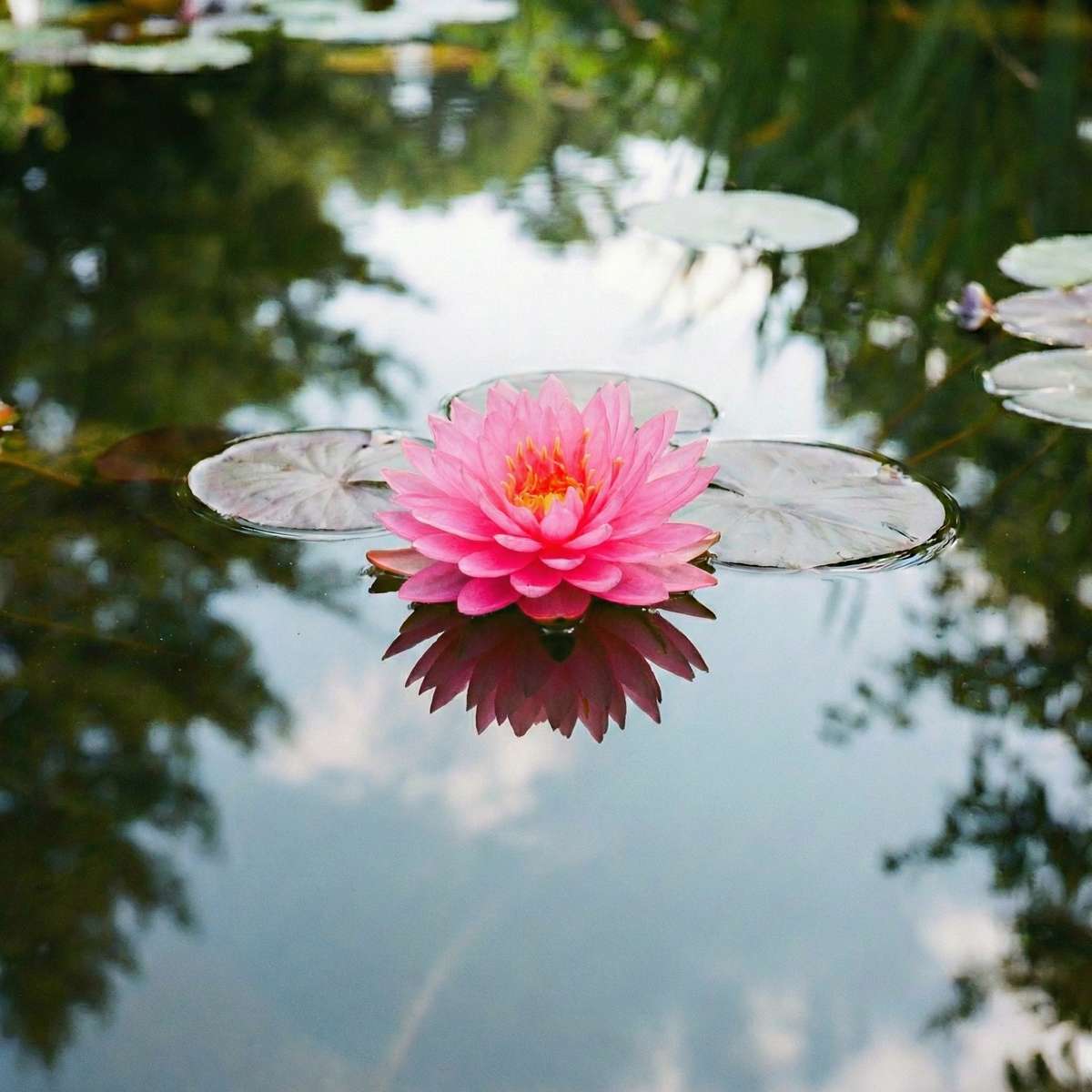 Nymphaea Brittella