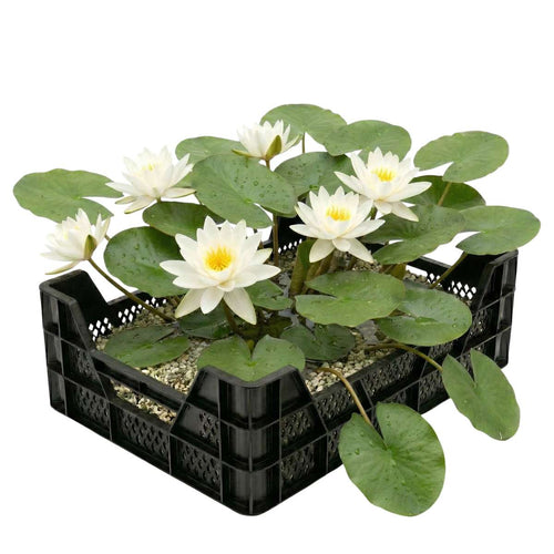 Witte Waterlelie Vijverkrat