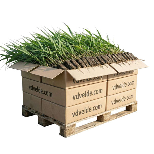 Riet 1000 planten