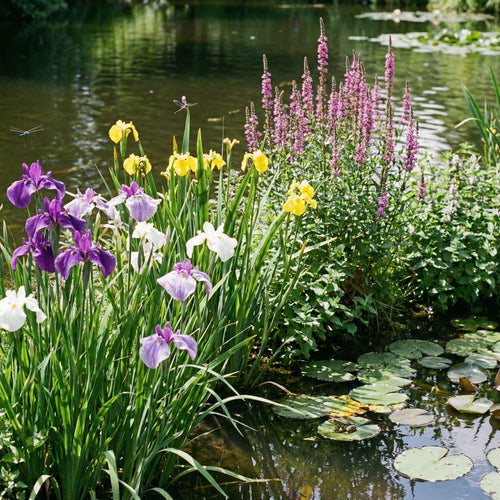 Moerasplanten Vijverkratten 4 stuks