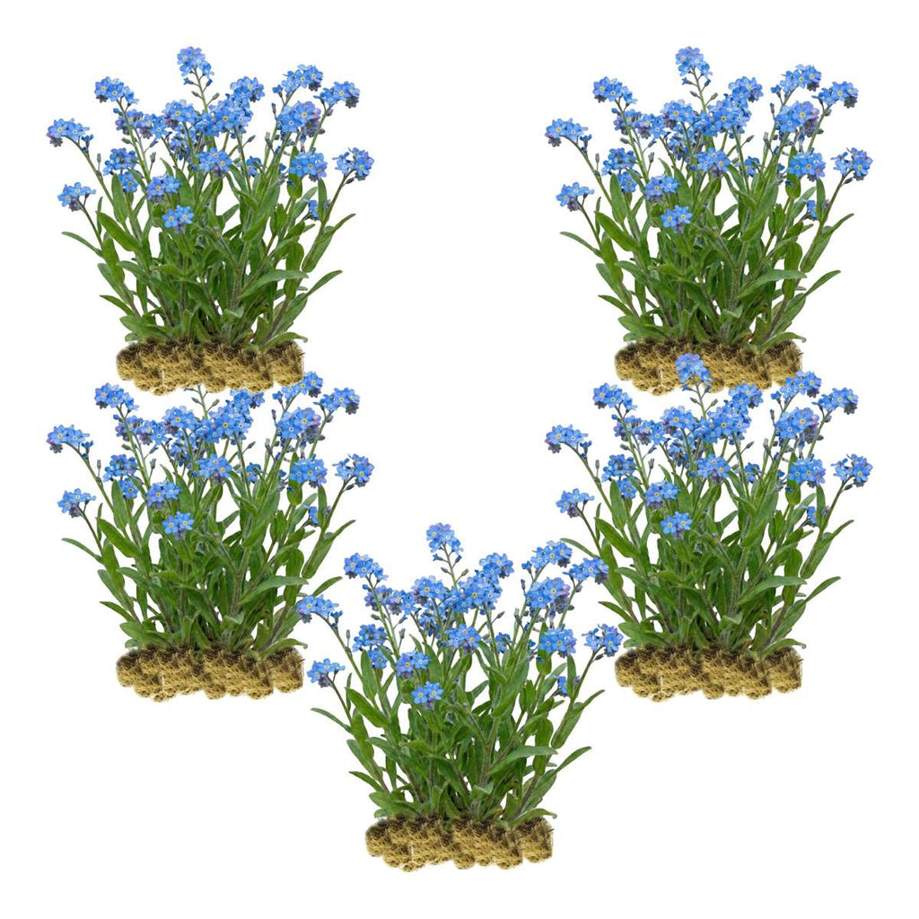 Moerasvergeet mij nietje 100 planten