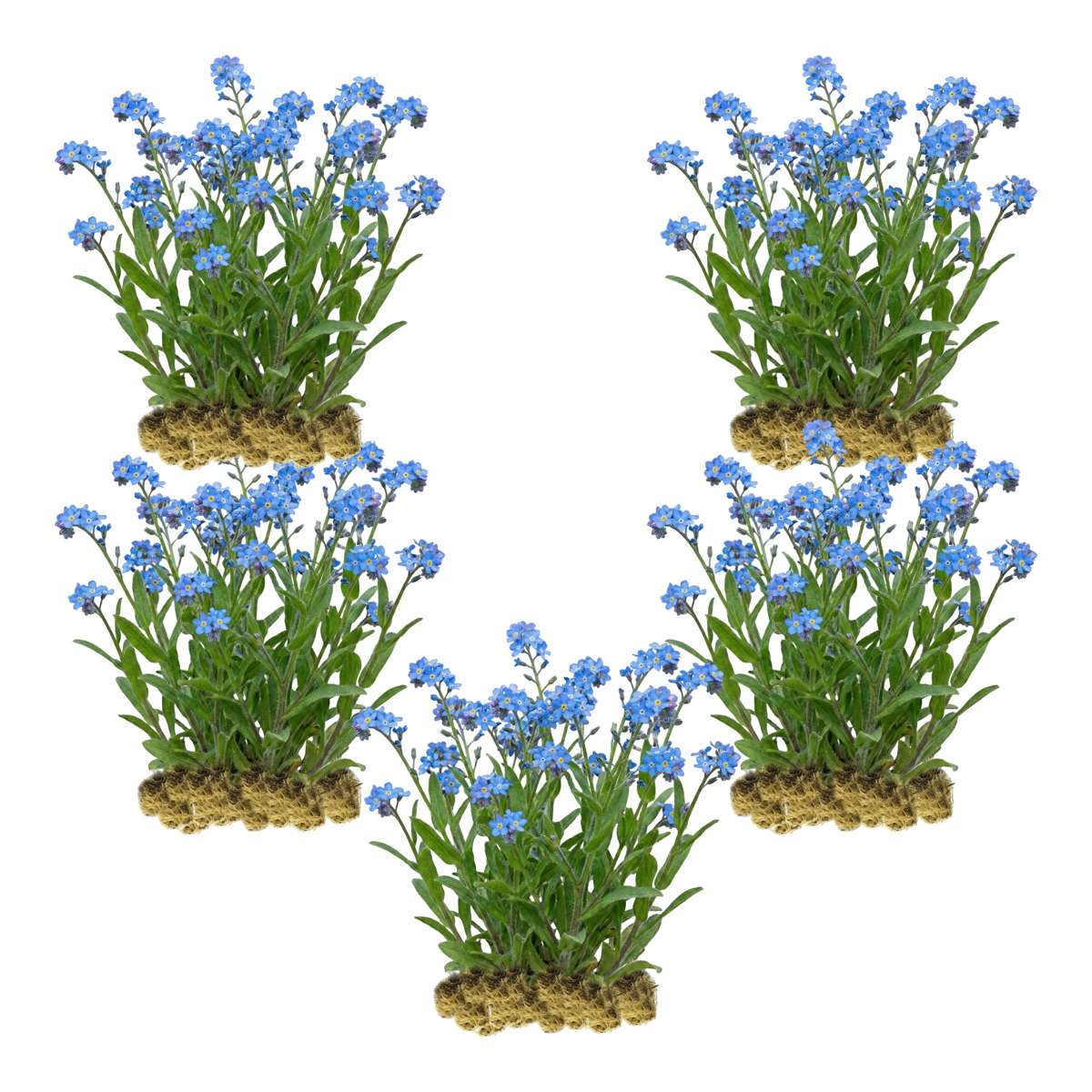 Moerasvergeet mij nietje 100 planten