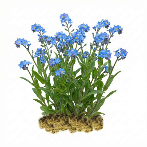 Moerasvergeet mij nietje 15 planten