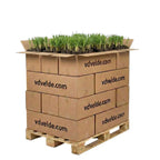 Grote Lisdodde 1000 planten