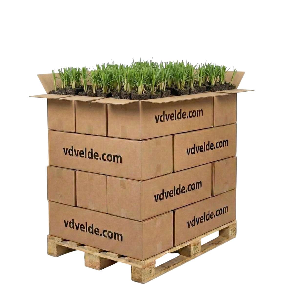Grote Lisdodde 1000 planten